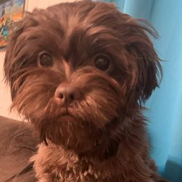 Josie - Shihpoo
