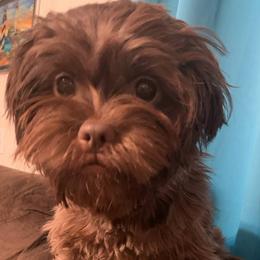 Josie - Shihpoo