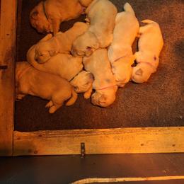 Girl 3 - Golden female Golden Retriever puppy in Holbrook, New York from Merimaur Goldens and Cavaliers
