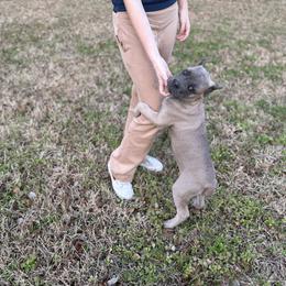 Poppy - Gray and fawn female Cane Corso puppy in Opelousas, Louisiana from Azelees Cane Corso