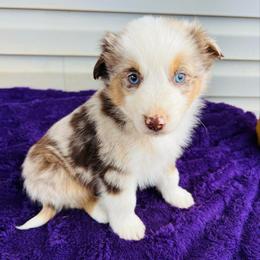 Flynn - Red merle male Australian Shepherd puppy in Charlotte, North Carolina from Awesome Aussies