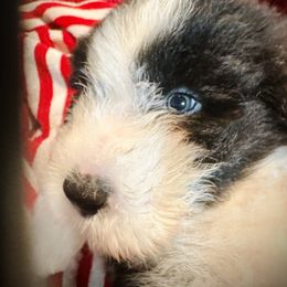 Bearded Collie and Border Collie Puppies from Beloved Bearded & Border Collies