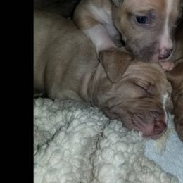 American Pit Bull Terrier Puppies from Kaotic APBTs