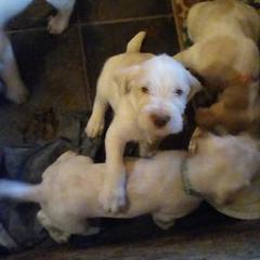 Spinone Italiano Puppies from Maple Hollow Spinone