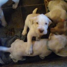 Spinone Italiano Puppies from Maple Hollow Spinone