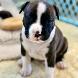 Kittle - Brown brindle male American Staffordshire Terrier puppy in Clearwater, Florida from Whit's End Kennel