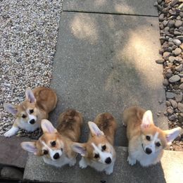Pembroke Welsh Corgi Puppies from Foxwood Corgis