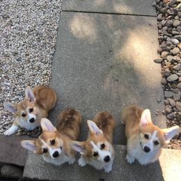 Pembroke Welsh Corgi Puppies from Foxwood Corgis