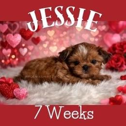 Jessie - Gold female Shih Tzu puppy in Hayden, Idaho from Phoenix Shih Tzu