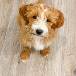 Chesney - Red  male Goldendoodle puppy in Melba, Idaho from KZ Doodles