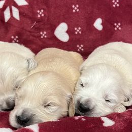 Golden Retrievers from Red Sky Ranch