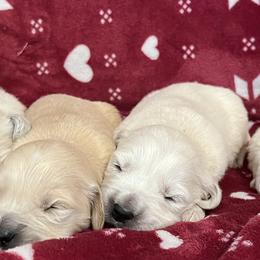Golden Retrievers from Red Sky Ranch