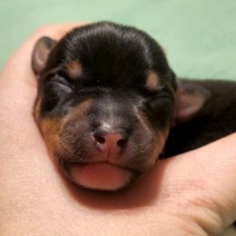 Miniature American Shepherd, Miniature Australian Shepherd, and Rat Terrier Puppies from Rocking 4C