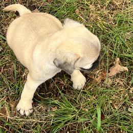 Scarlett - Cream female Pug puppy in Yellville, Arkansas from Ozark Mountain Doodles & Pugs
