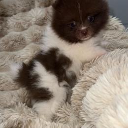 Spots - Chocolate parti male Pomeranian puppy in Wagner, South Dakota from Lisas Pomeranians