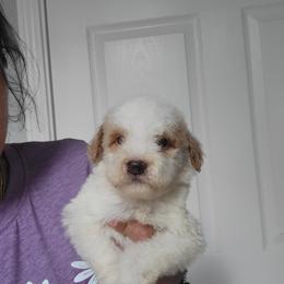 Tongo - Apricot male Goldendoodle puppy in Milwaukwe, Wisconsin from Wisconsin Doodles
