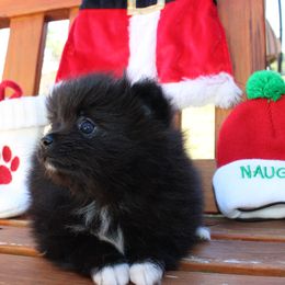 Opal - Pomeranian puppy from Tiara house of poms