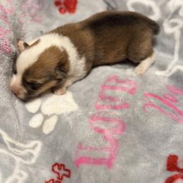 Red collar - White and black male Pembroke Welsh Corgi puppy in Monterey, Tennessee from Co-Pilot Corgis
