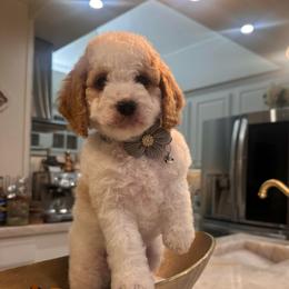 Female 1 - Buff and white female Cockapoo puppy in Sacramento County, California from Sac-Town Poodles and Doodles