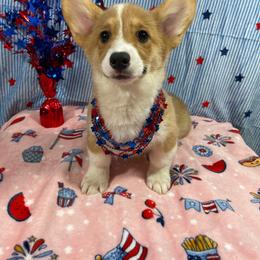 Grumpy - Red male Pembroke Welsh Corgi puppy in Barstow, California from Caldwell’s Corgis of Southern California