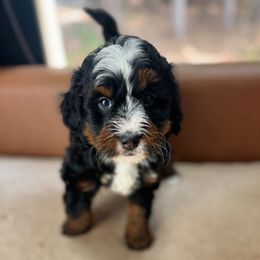 Mike - Tri-color male Bernedoodle puppy in Alpharetta, Georgia from Doodles of Buckhead