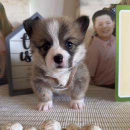 Waylon - Sable male Pembroke Welsh Corgi puppy in Battle Ground, Washington from Westbrooke Kennels