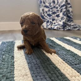 Violet - Red  female Poodle puppy in Beeville, Texas from Casa de Curls