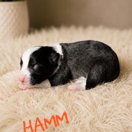 Hamm - Black male Border Collie puppy in Sanger, California from Flying M Cactus Ranch Buddies