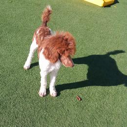 Poodle Puppies from Reeves Family Standard Poodles