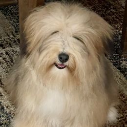 Cain - Havanese