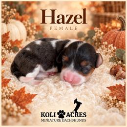 Hazel - Black Dapple Piebald - Dapple female Dachshund puppy in Kemp, Texas from Koli Acres