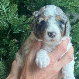 Murphy - Blue merle male Bernedoodle puppy in Fort Gibson, Oklahoma from Waggle Doodles
