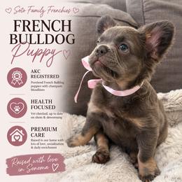 French Bulldog Puppies from Sonoma Fabulous Frenchies