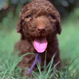 Harley - Chocolate female Goldendoodle puppy in Arlington, Texas from Chambers Doodle Patch