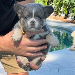 Dimitri - Tricolors male French Bulldog puppy in Palm Coast, Florida from Calypso Island French Bulldogs