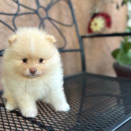 Benny - Cream male Pomeranian puppy in Stockton, California from lunas_poms