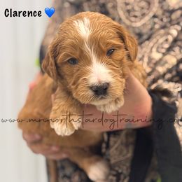 Clarence - Red  male Goldendoodle puppy in Lancaster, Minnesota from North Star Dog Training