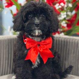 Raven - Black and white female Cavapoo puppy in Apple Valley, California from Fletcher Fuzzy Friends