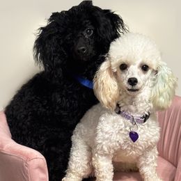 Poodle puppies from Lixira Poodles