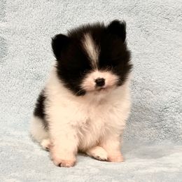 Black Parti boy. AKC - Black parti male Pomeranian puppy in Princeton, New Jersey from PureLove Poms.