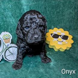 Onyx - Black male Cockapoo puppy in Sunset, Louisiana from Cano Cockapoos