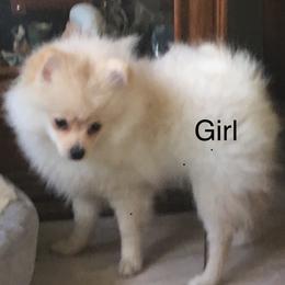 Pomeranian Puppies from Jonna's Poms