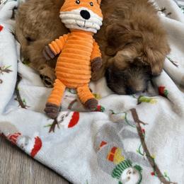 Puppies named after FIFA players for Argentina- we have Messi, Enzo, Julian, Nico etc - Wheaten male Soft Coated Wheaten Terrier puppy in Gainesville, Virginia from Cross the Rubicon KBT & Trebol SCWT