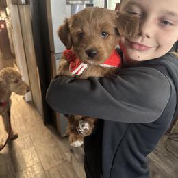 Bernedoodle and Goldendoodle All Grown Up from Pecks Oodle Doodles