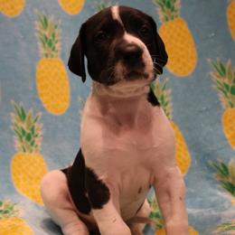 Piebald girl aka more spots - Harlequin female Great Dane puppy in New Jersey from White Pine Acres K9