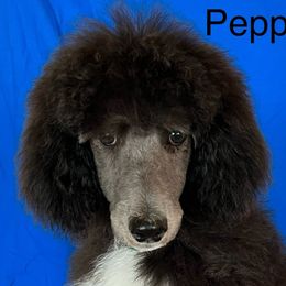 Boy 2 - Parti Poodle puppy in Beloit, Wisconsin from Parti Poodle Ranch