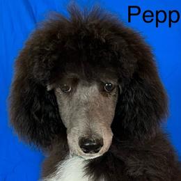 Boy 2 - Parti Poodle puppy in Beloit, Wisconsin from Parti Poodle Ranch