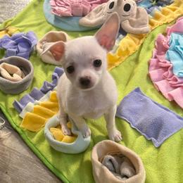 Romeo price: 4,000 - White male Chihuahua puppy in Summerfield, Florida from Uey’s Chihuahuas