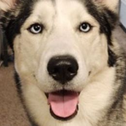 Siberian Huskies from Geeky But Cute Canines