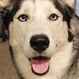 Siberian Huskies from Geeky But Cute Canines